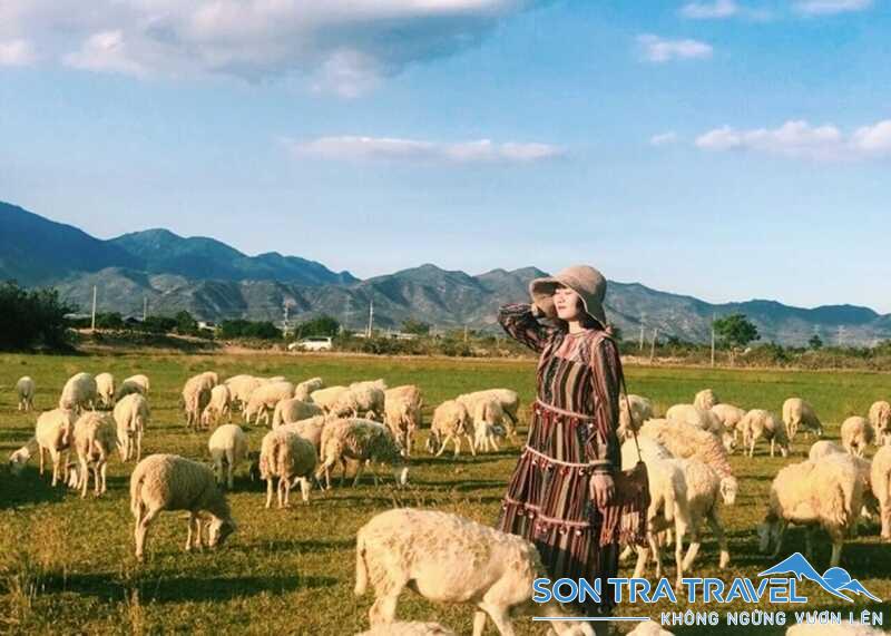 Đồng cừu An Hòa ở Ninh Thuận
