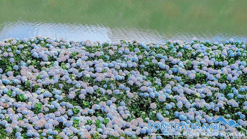 Vườn hoa cẩm tú cầu rất nổi tiếng ở Đà Lạt